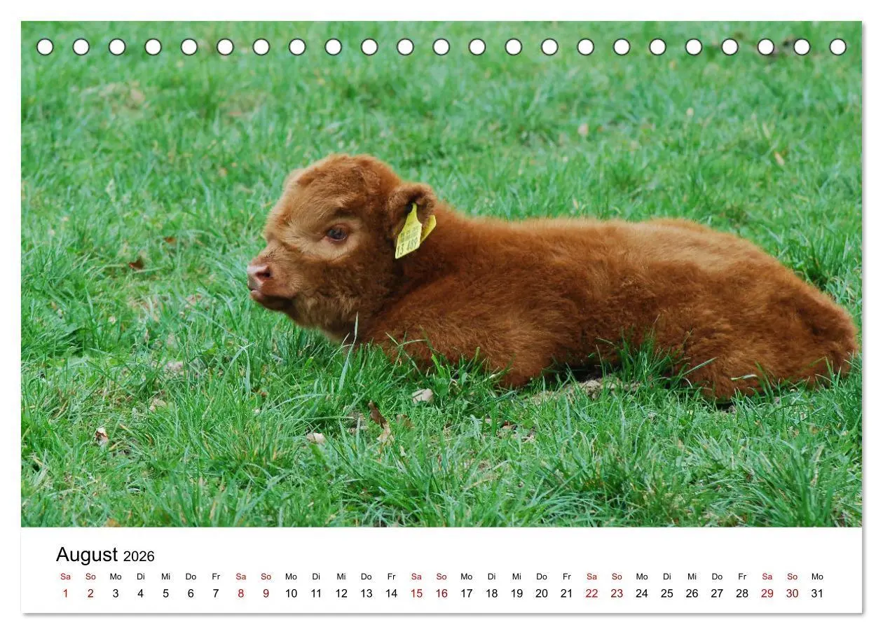 Bild: 9783457498385 | Die Schottischen Hochlandrinder und ihr Nachwuchs (Tischkalender...