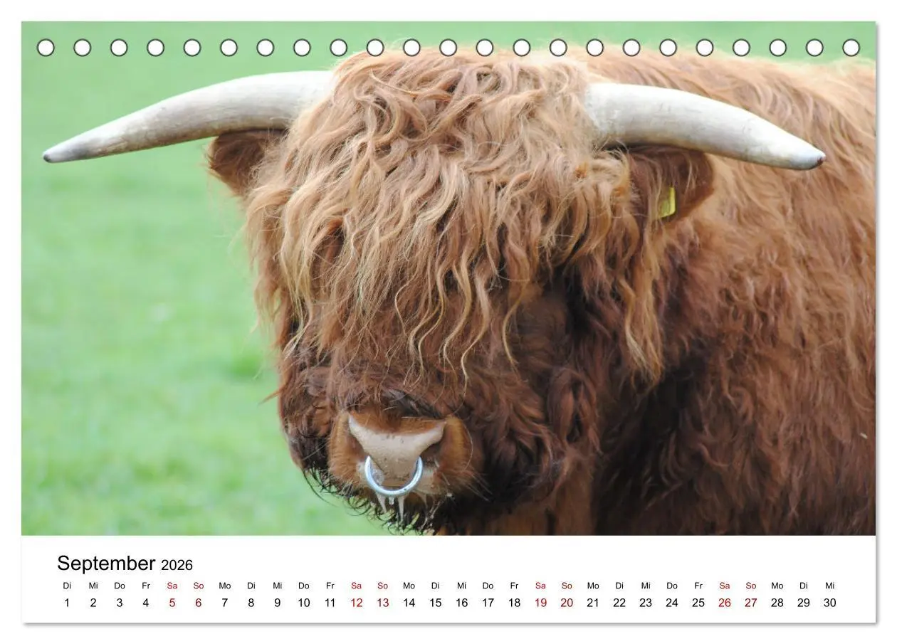Bild: 9783457498385 | Die Schottischen Hochlandrinder und ihr Nachwuchs (Tischkalender...