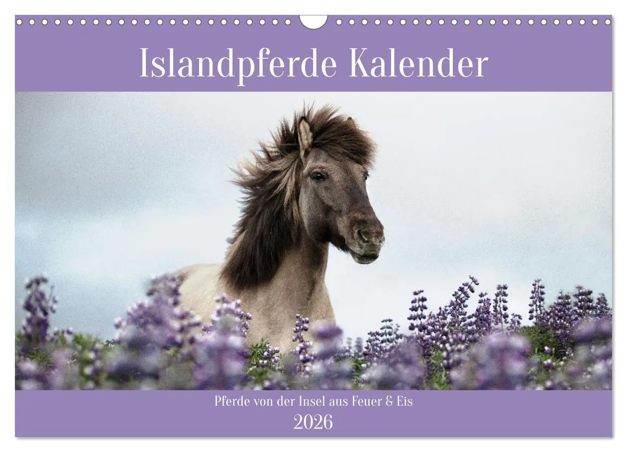Cover: 9783457558485 | Islandpferde Kalender (Wandkalender 2026 DIN A3 quer), CALVENDO...