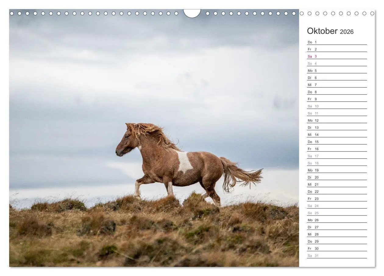 Bild: 9783457558485 | Islandpferde Kalender (Wandkalender 2026 DIN A3 quer), CALVENDO...