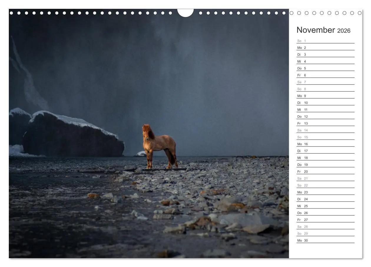 Bild: 9783457558485 | Islandpferde Kalender (Wandkalender 2026 DIN A3 quer), CALVENDO...