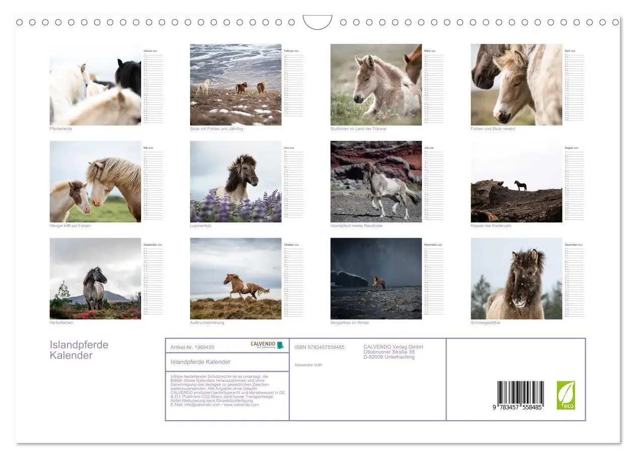 Bild: 9783457558485 | Islandpferde Kalender (Wandkalender 2026 DIN A3 quer), CALVENDO...