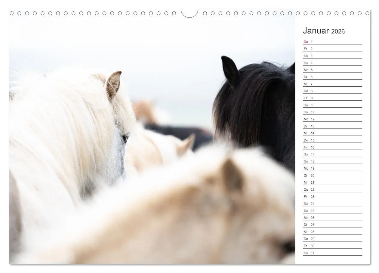 Bild: 9783457558485 | Islandpferde Kalender (Wandkalender 2026 DIN A3 quer), CALVENDO...