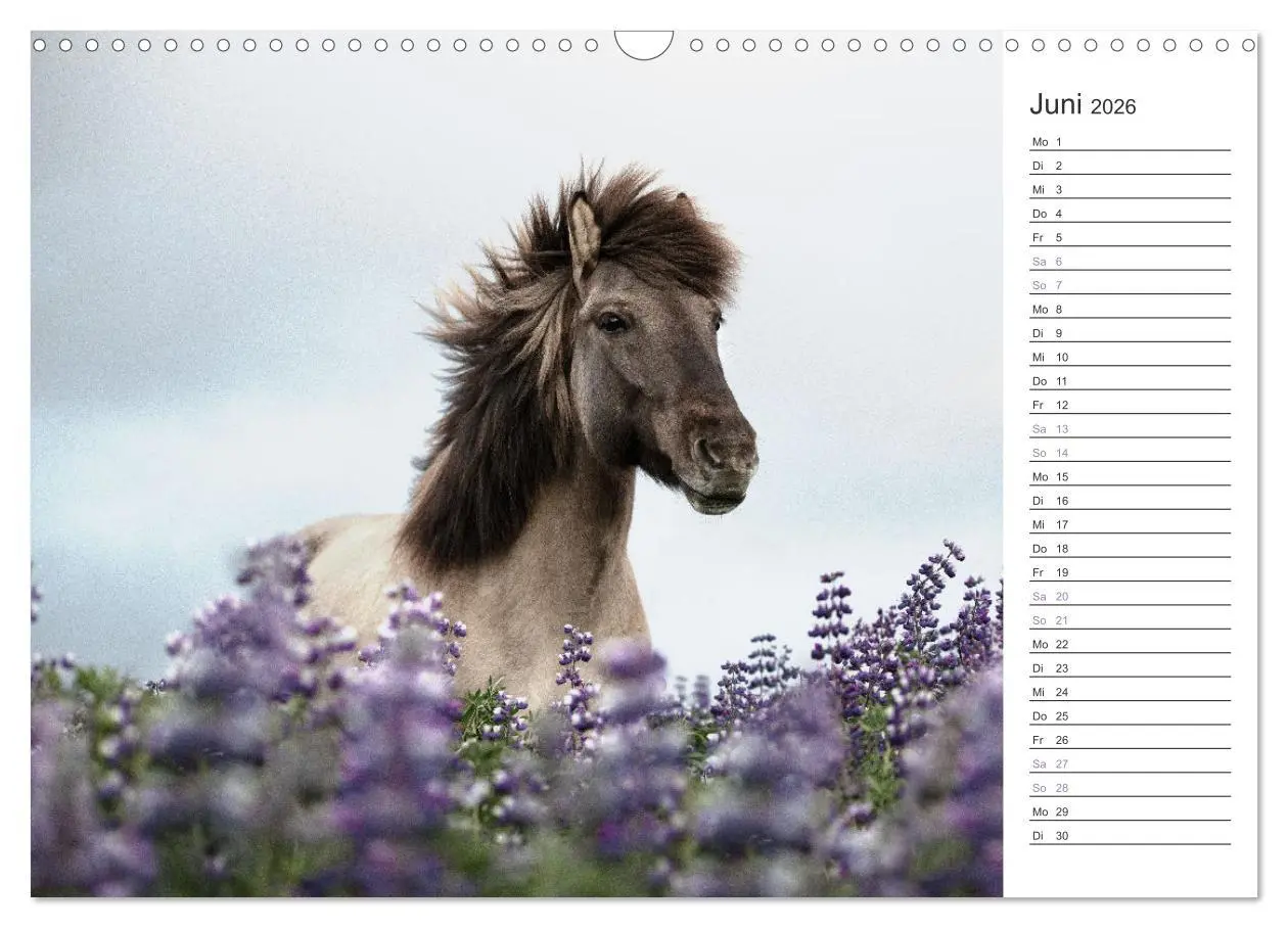 Bild: 9783457558485 | Islandpferde Kalender (Wandkalender 2026 DIN A3 quer), CALVENDO...