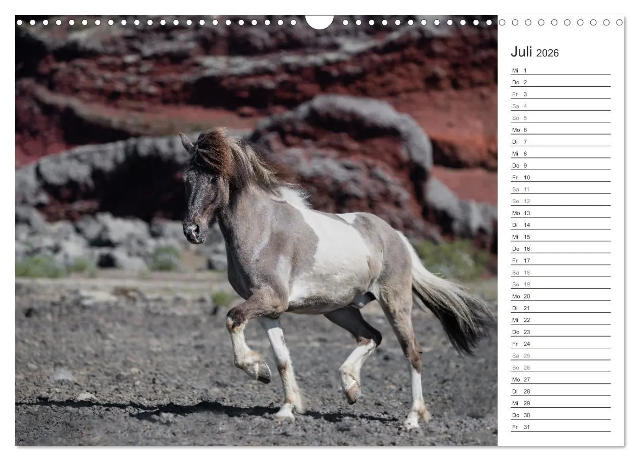 Bild: 9783457558485 | Islandpferde Kalender (Wandkalender 2026 DIN A3 quer), CALVENDO...