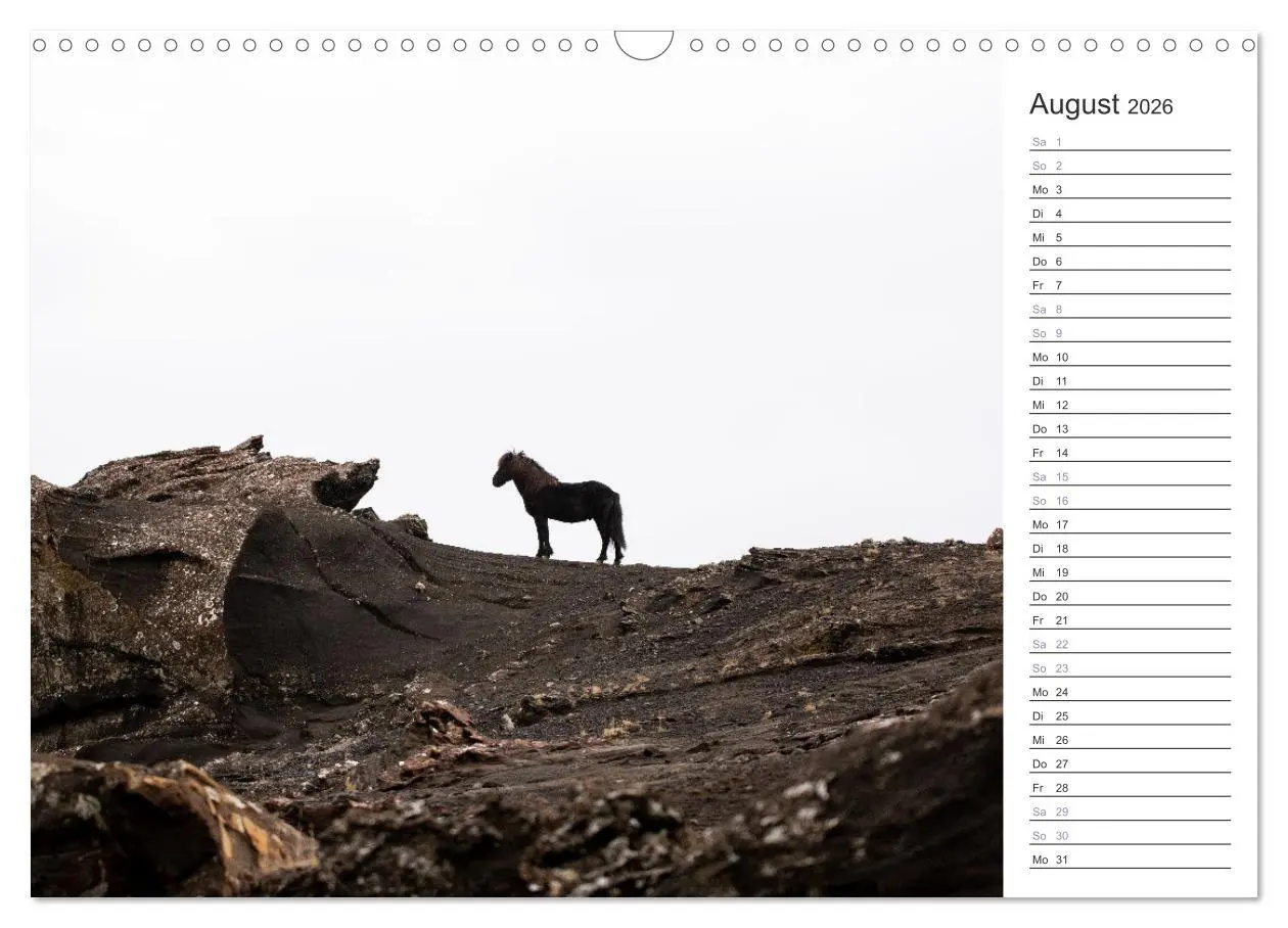 Bild: 9783457558485 | Islandpferde Kalender (Wandkalender 2026 DIN A3 quer), CALVENDO...