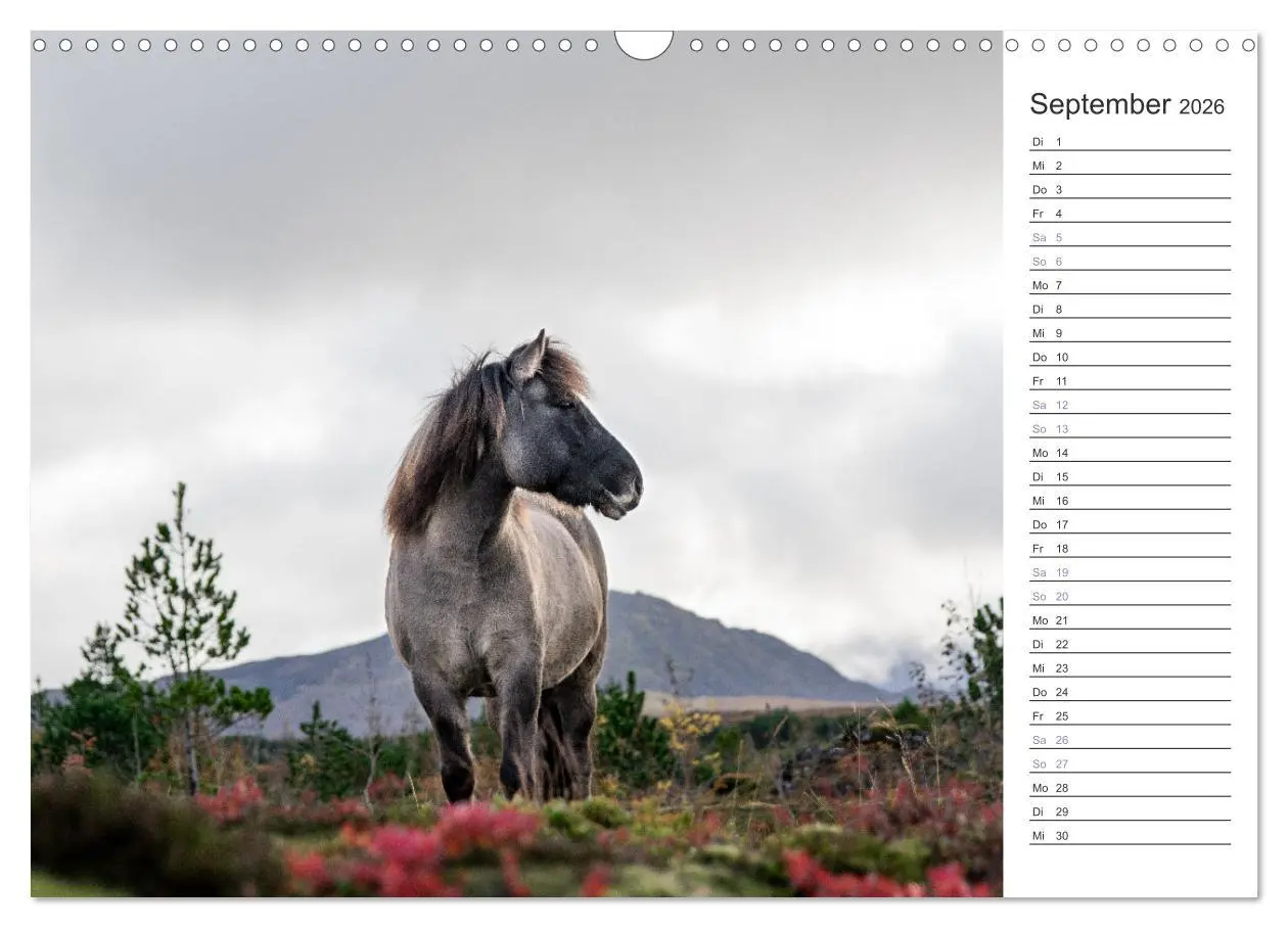 Bild: 9783457558485 | Islandpferde Kalender (Wandkalender 2026 DIN A3 quer), CALVENDO...