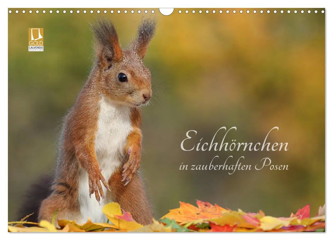 Cover: 9783457928585 | Eichhörnchen in zauberhaften Posen (Wandkalender 2026 DIN A3 quer),...