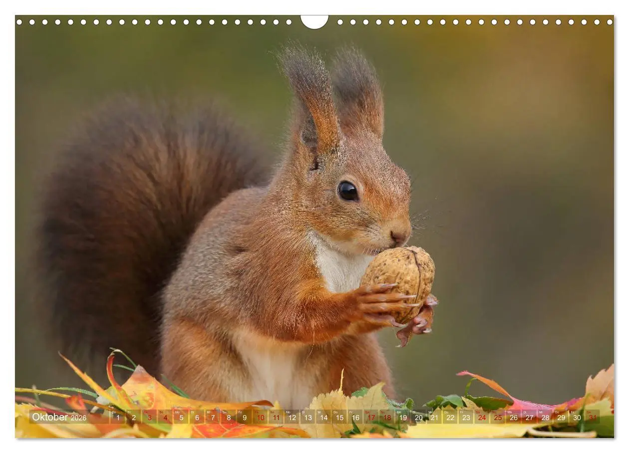 Bild: 9783457928585 | Eichhörnchen in zauberhaften Posen (Wandkalender 2026 DIN A3 quer),...