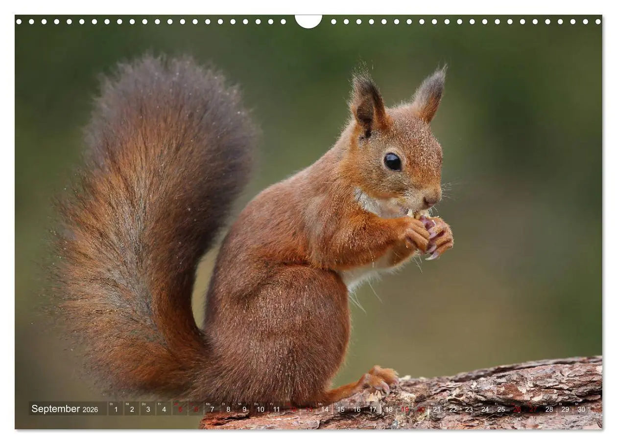 Bild: 9783457928585 | Eichhörnchen in zauberhaften Posen (Wandkalender 2026 DIN A3 quer),...
