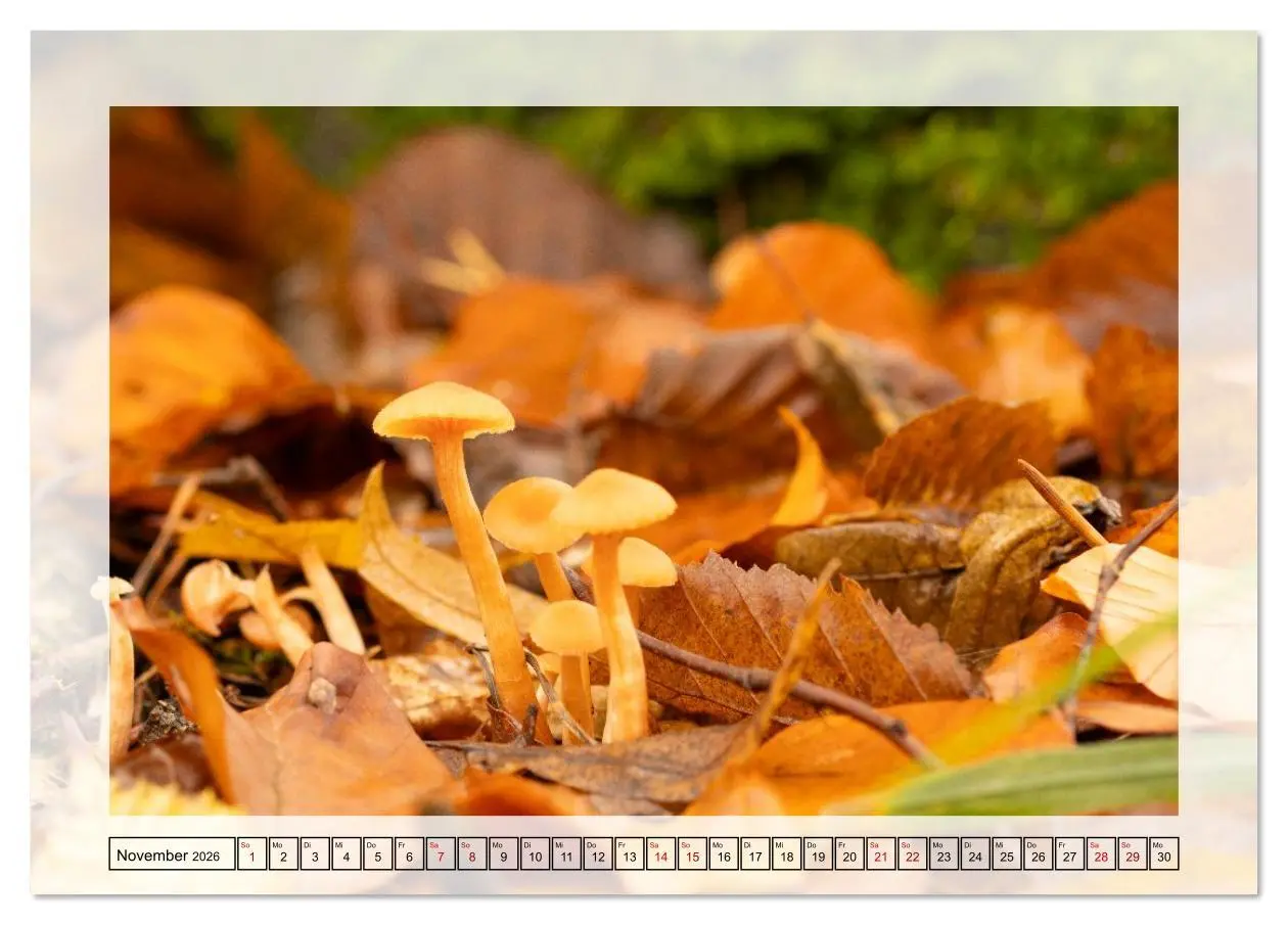 Bild: 9783516638585 | Jeden Monat in der Natur (Tischkalender 2026 DIN A5 quer), CALVENDO...