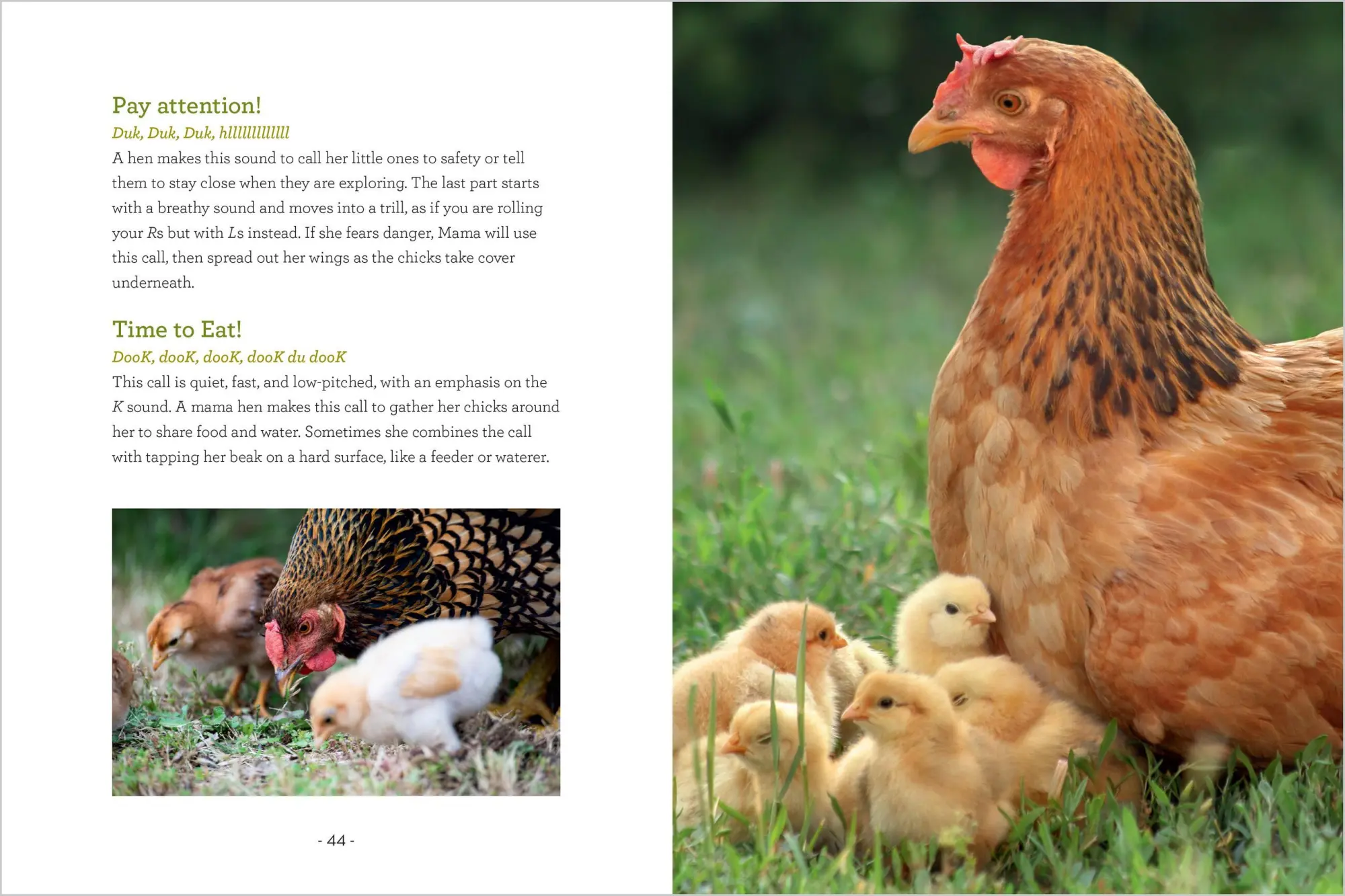 Bild: 9781635868685 | How to Read a Chicken's Mind | Melissa Caughey | Taschenbuch | 2025