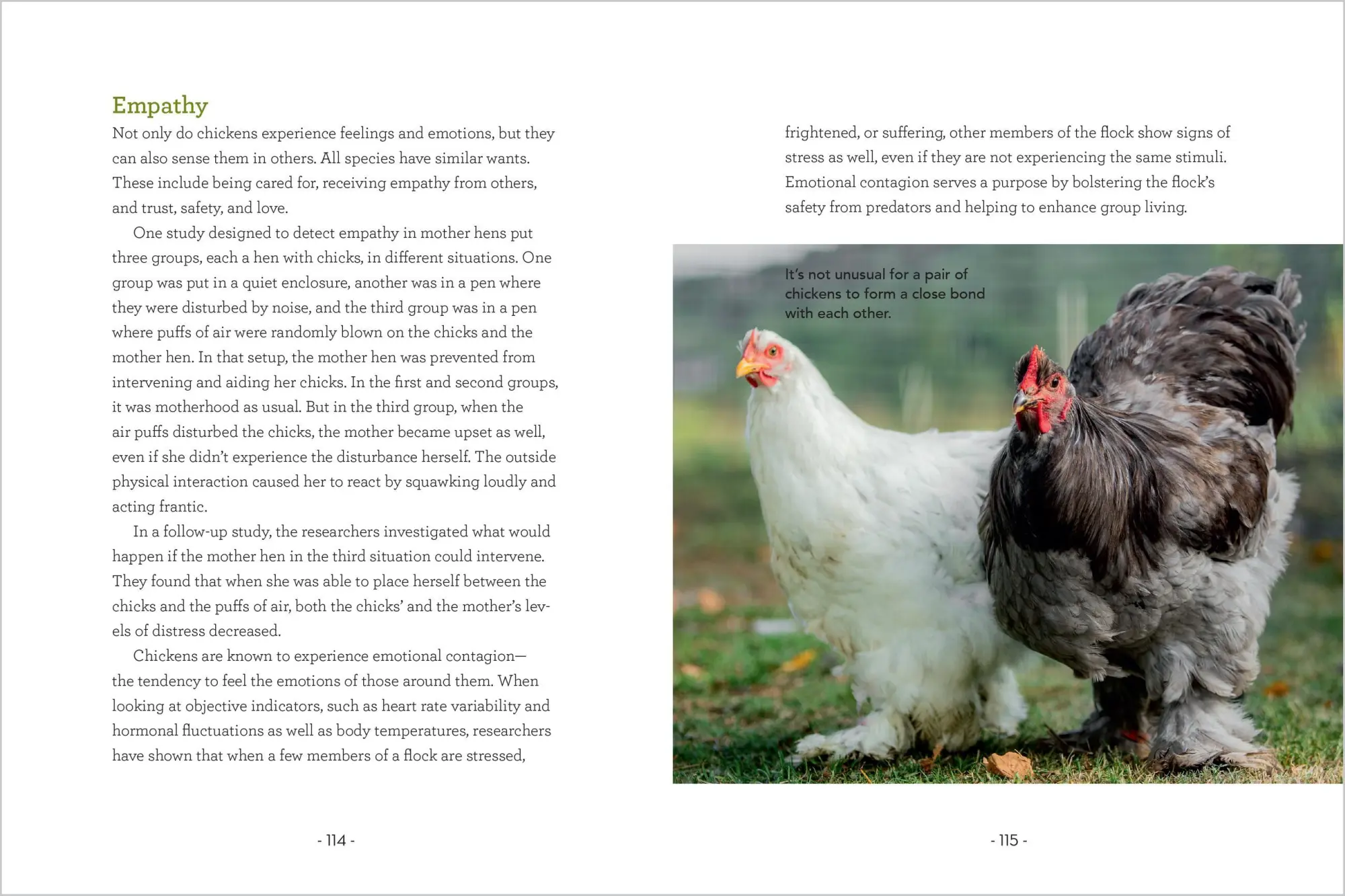 Bild: 9781635868685 | How to Read a Chicken's Mind | Melissa Caughey | Taschenbuch | 2025