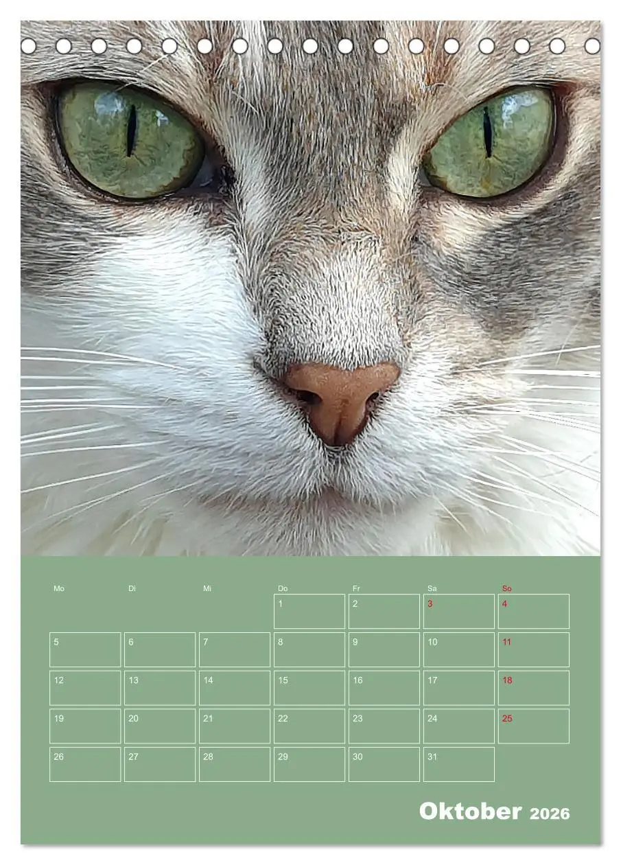 Bild: 9783516308785 | Cat Faces - Charakterstarke Katzengesichter ganz nah (Tischkalender...