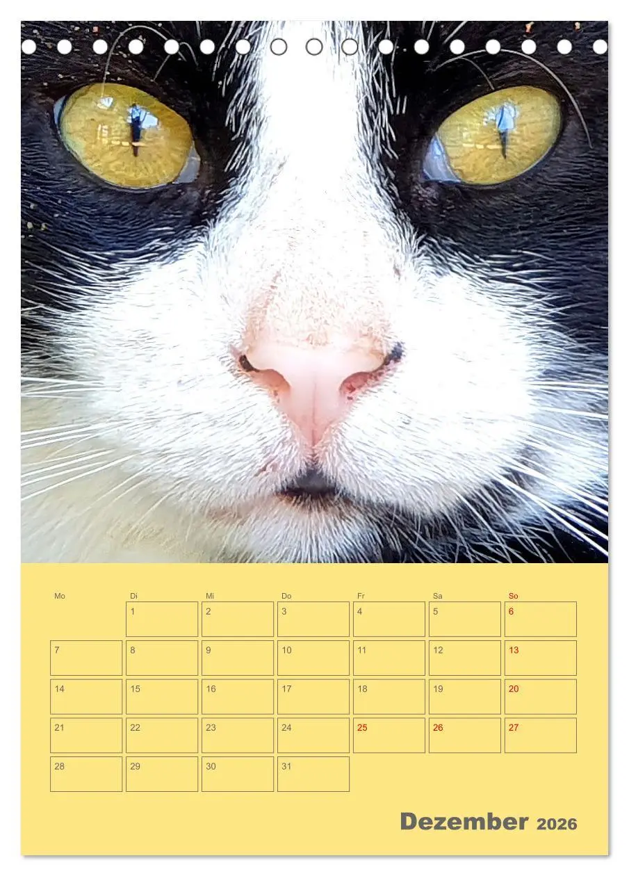 Bild: 9783516308785 | Cat Faces - Charakterstarke Katzengesichter ganz nah (Tischkalender...