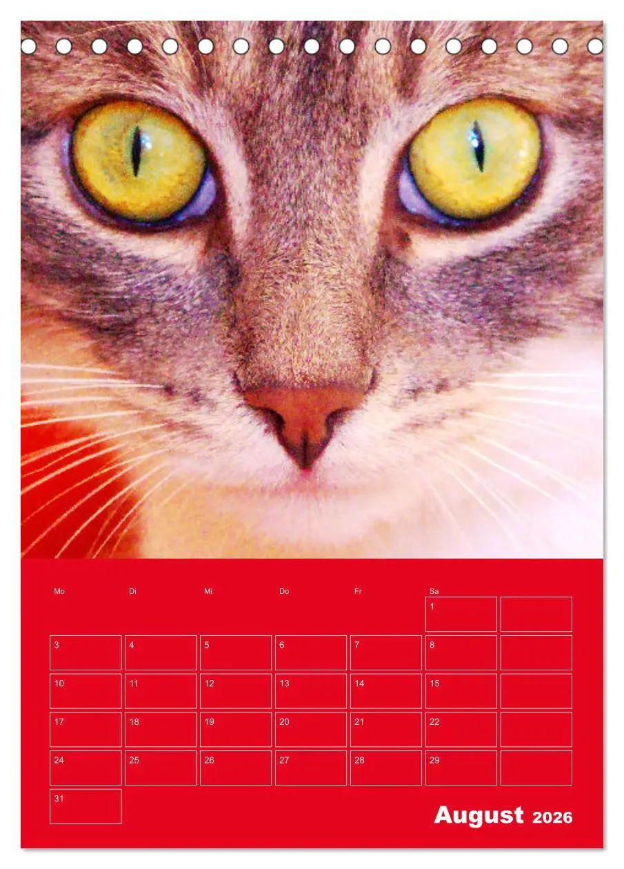 Bild: 9783516308785 | Cat Faces - Charakterstarke Katzengesichter ganz nah (Tischkalender...