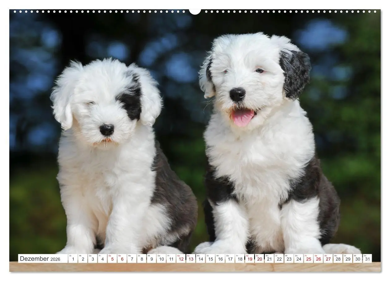 Bild: 9783457368985 | In der Kinderstube bei Familie Bobtail (hochwertiger Premium...