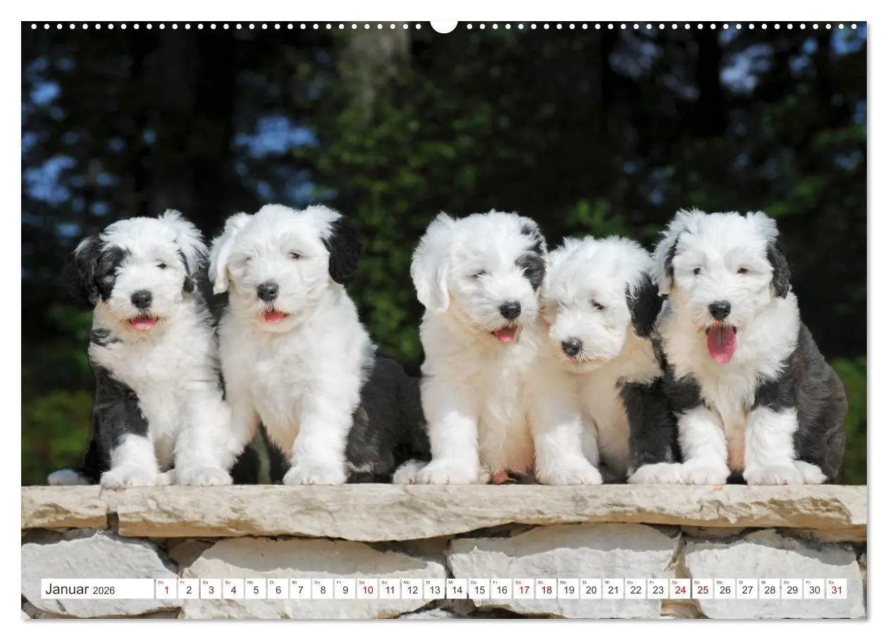 Bild: 9783457368985 | In der Kinderstube bei Familie Bobtail (hochwertiger Premium...
