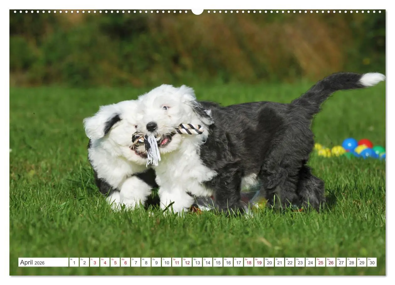 Bild: 9783457368985 | In der Kinderstube bei Familie Bobtail (hochwertiger Premium...