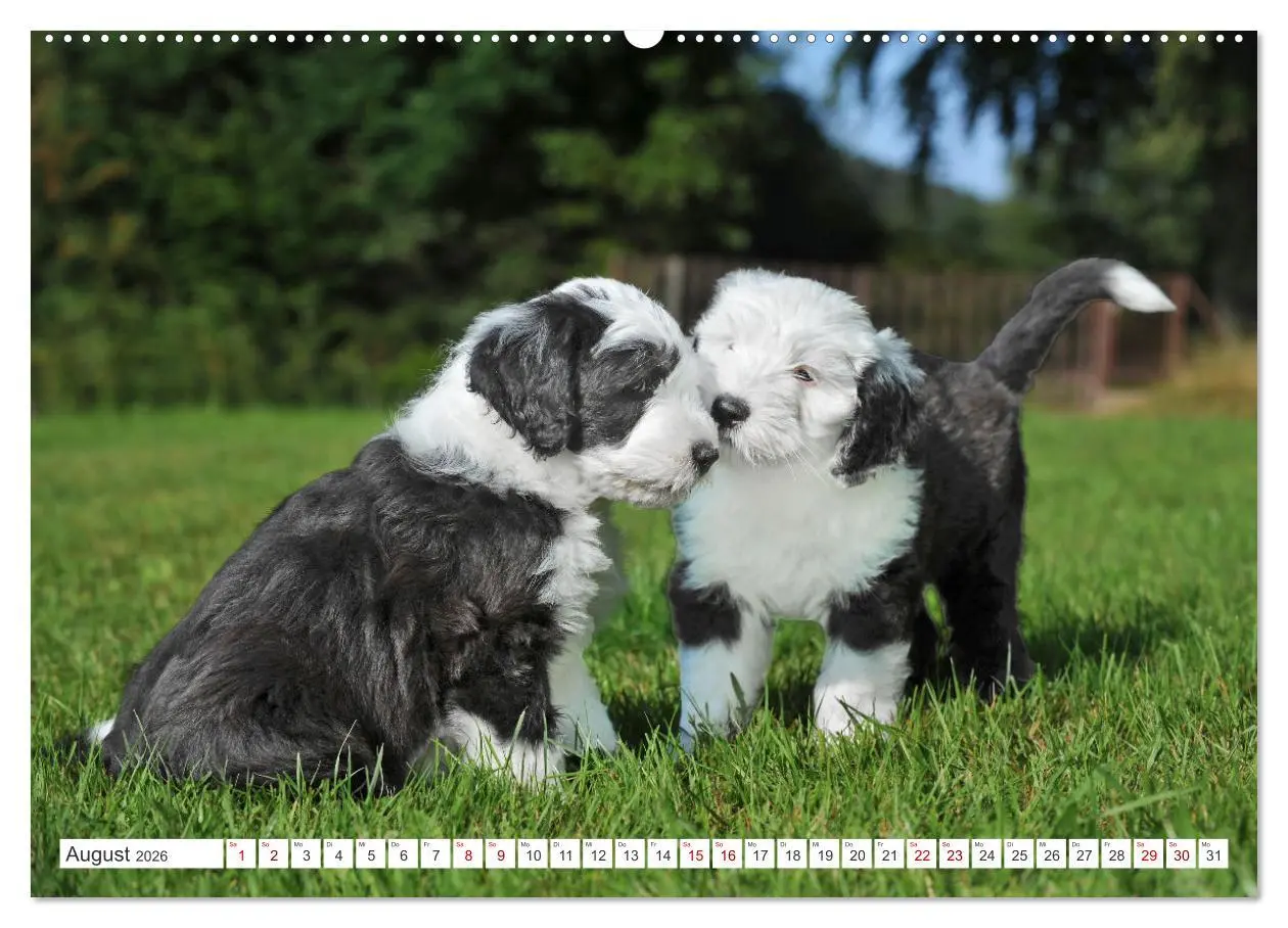 Bild: 9783457368985 | In der Kinderstube bei Familie Bobtail (hochwertiger Premium...