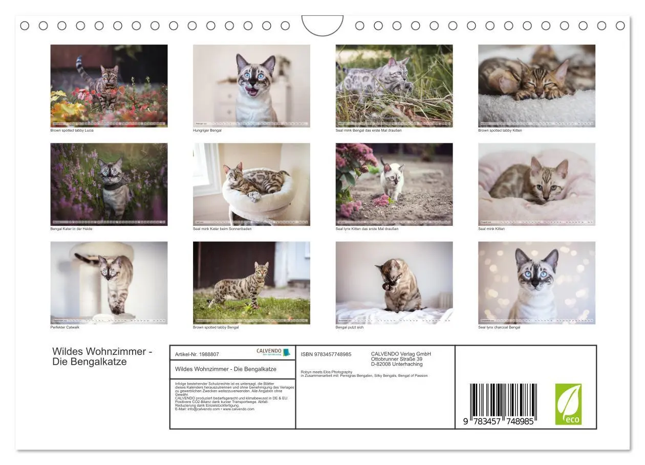 Bild: 9783457748985 | Wildes Wohnzimmer - Die Bengalkatze (Wandkalender 2026 DIN A4...