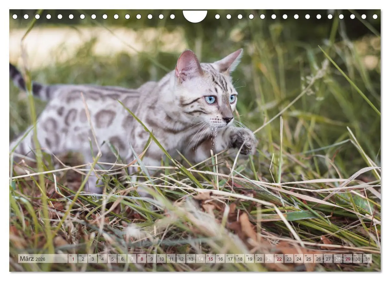 Bild: 9783457748985 | Wildes Wohnzimmer - Die Bengalkatze (Wandkalender 2026 DIN A4...