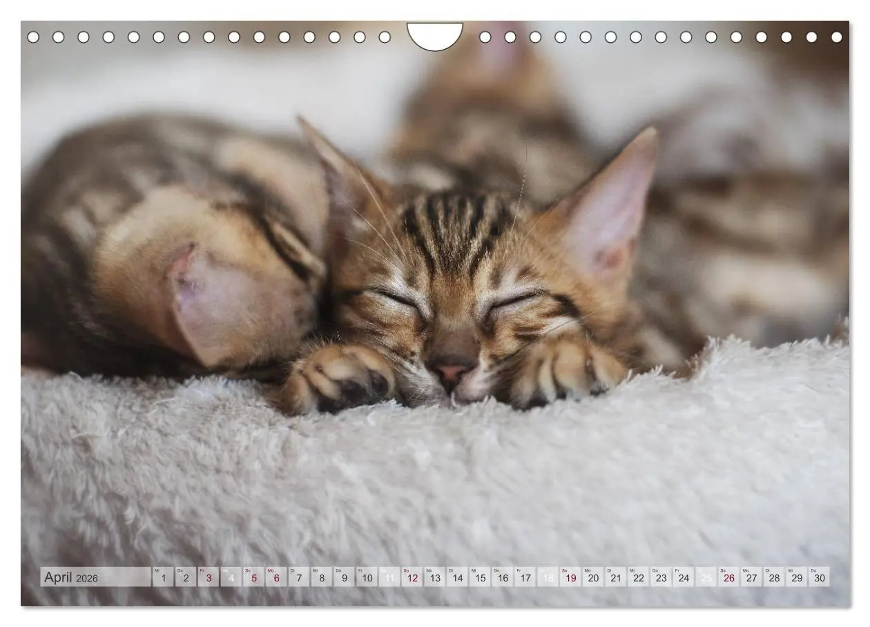 Bild: 9783457748985 | Wildes Wohnzimmer - Die Bengalkatze (Wandkalender 2026 DIN A4...
