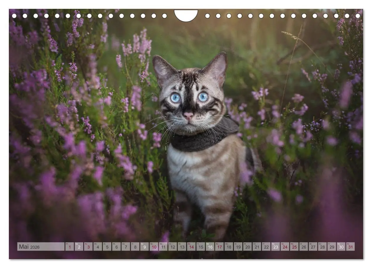 Bild: 9783457748985 | Wildes Wohnzimmer - Die Bengalkatze (Wandkalender 2026 DIN A4...