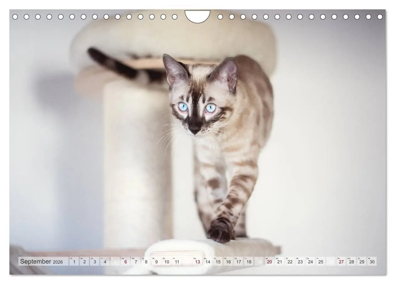 Bild: 9783457748985 | Wildes Wohnzimmer - Die Bengalkatze (Wandkalender 2026 DIN A4...