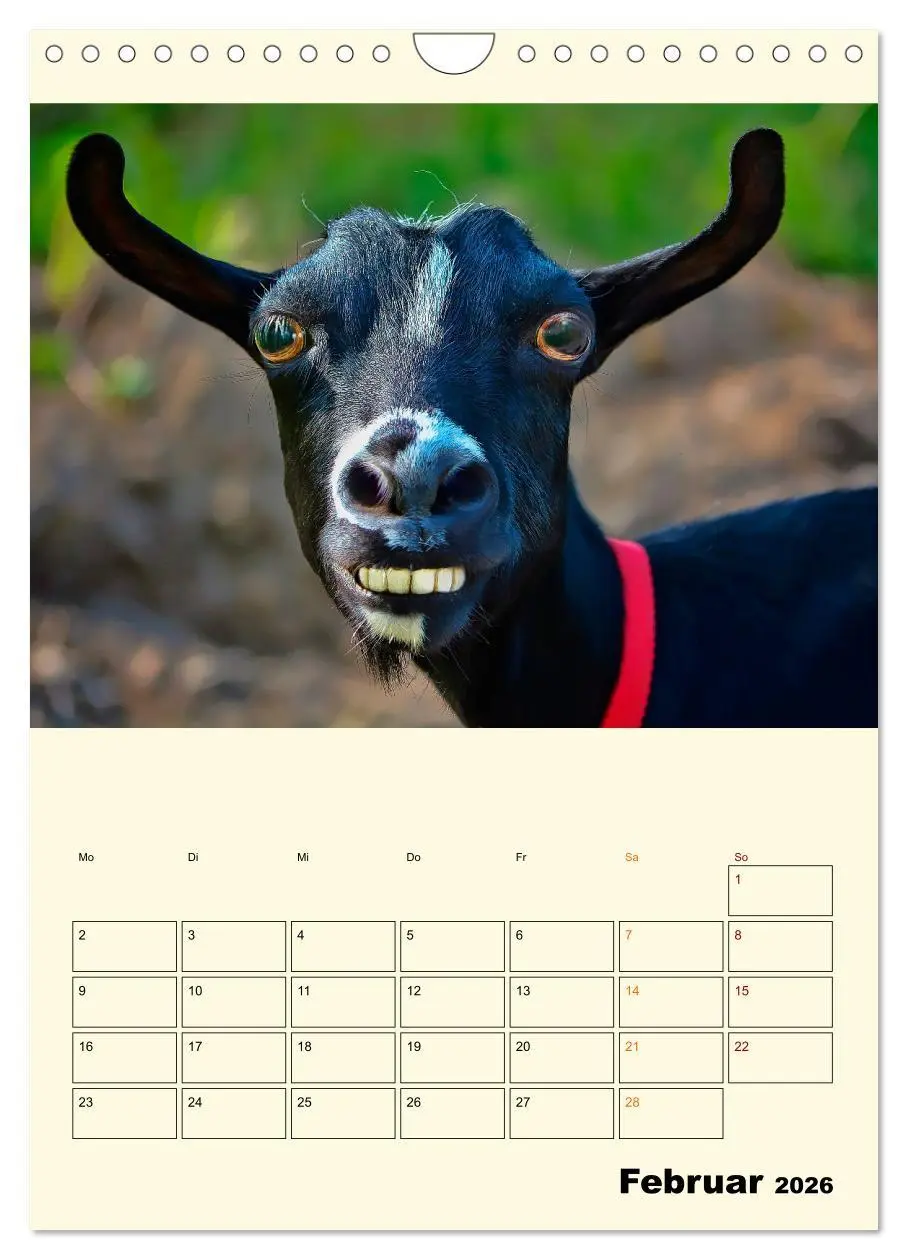 Bild: 9783516349085 | Lustig verrückt - der Tierkalender (Wandkalender 2026 DIN A4 hoch),...