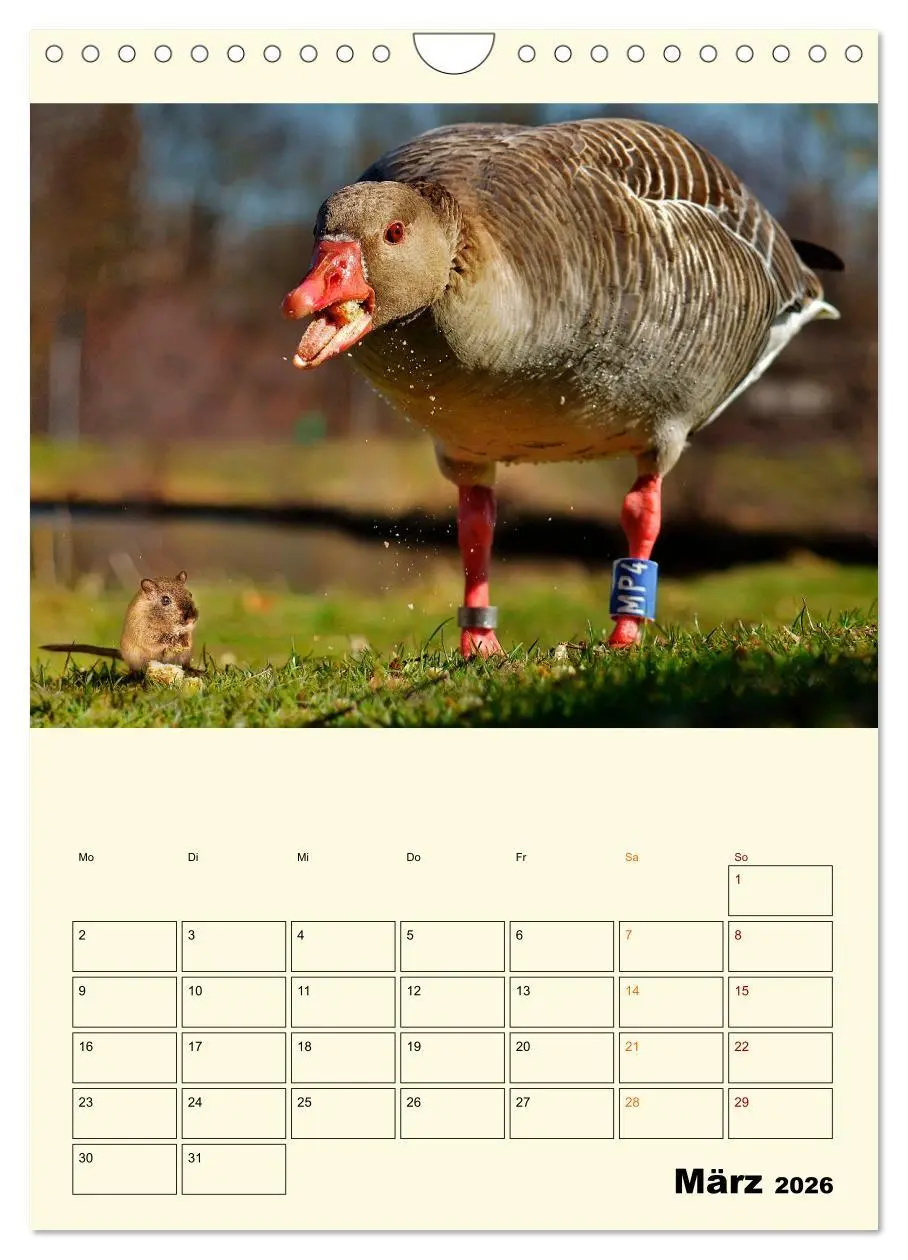 Bild: 9783516349085 | Lustig verrückt - der Tierkalender (Wandkalender 2026 DIN A4 hoch),...