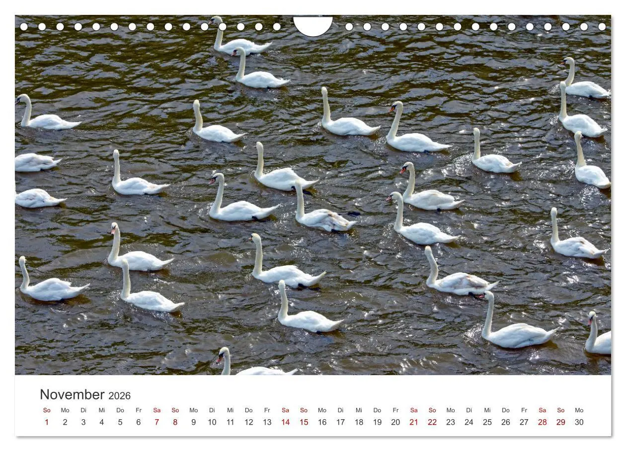 Bild: 9783457559185 | Schwäne - Prachtvolle Federkleider. (Wandkalender 2026 DIN A4...