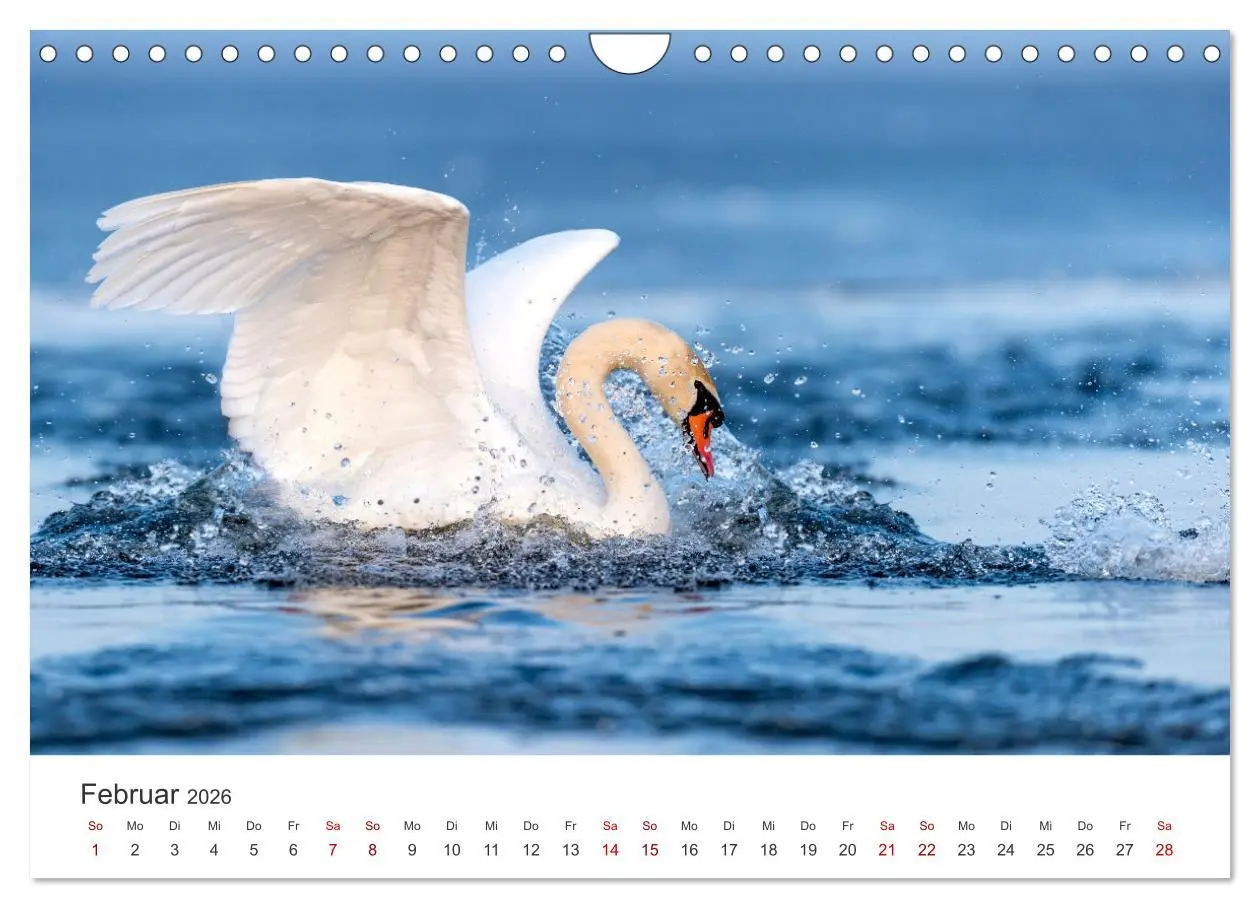 Bild: 9783457559185 | Schwäne - Prachtvolle Federkleider. (Wandkalender 2026 DIN A4...