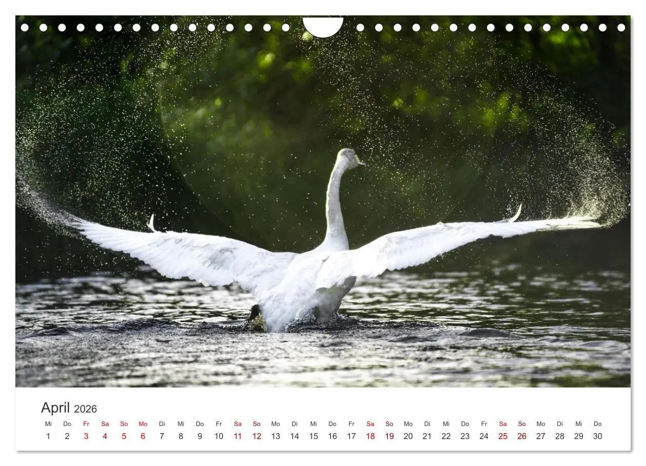 Bild: 9783457559185 | Schwäne - Prachtvolle Federkleider. (Wandkalender 2026 DIN A4...