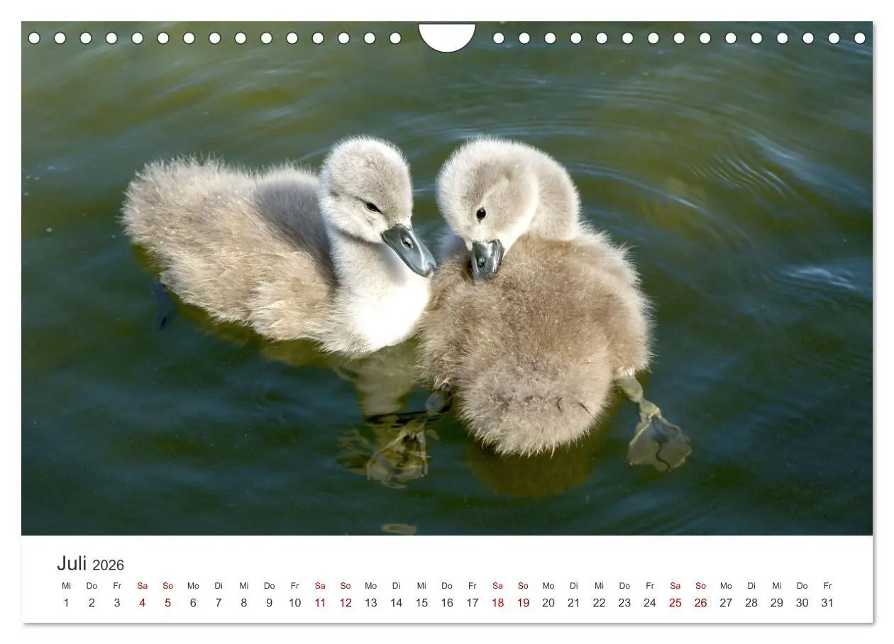 Bild: 9783457559185 | Schwäne - Prachtvolle Federkleider. (Wandkalender 2026 DIN A4...