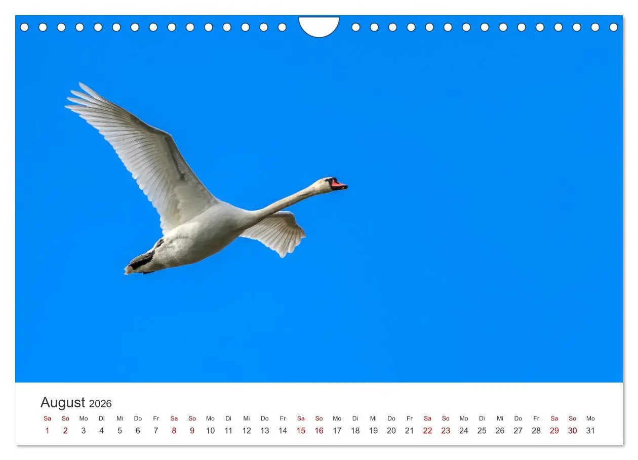 Bild: 9783457559185 | Schwäne - Prachtvolle Federkleider. (Wandkalender 2026 DIN A4...