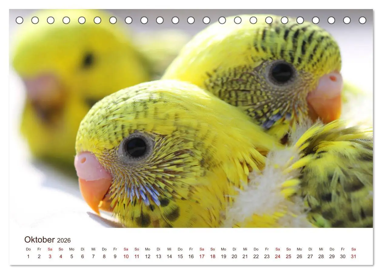 Bild: 9783457939185 | Wellensittiche - der NEUE Kalender (Tischkalender 2026 DIN A5...