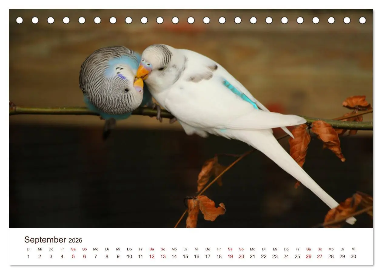 Bild: 9783457939185 | Wellensittiche - der NEUE Kalender (Tischkalender 2026 DIN A5...