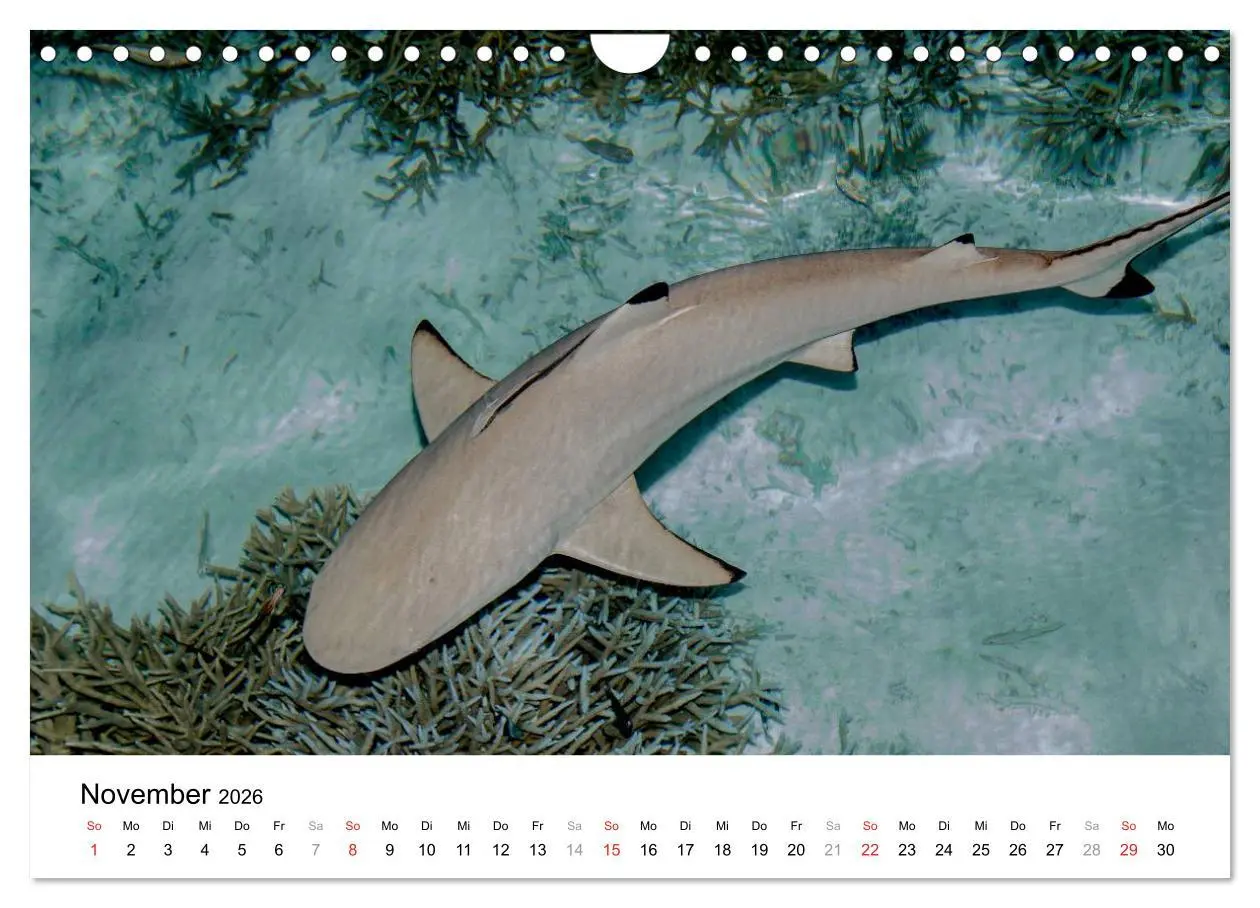 Bild: 9783516199185 | Unterwasserwelt der Malediven I (Wandkalender 2026 DIN A4 quer),...