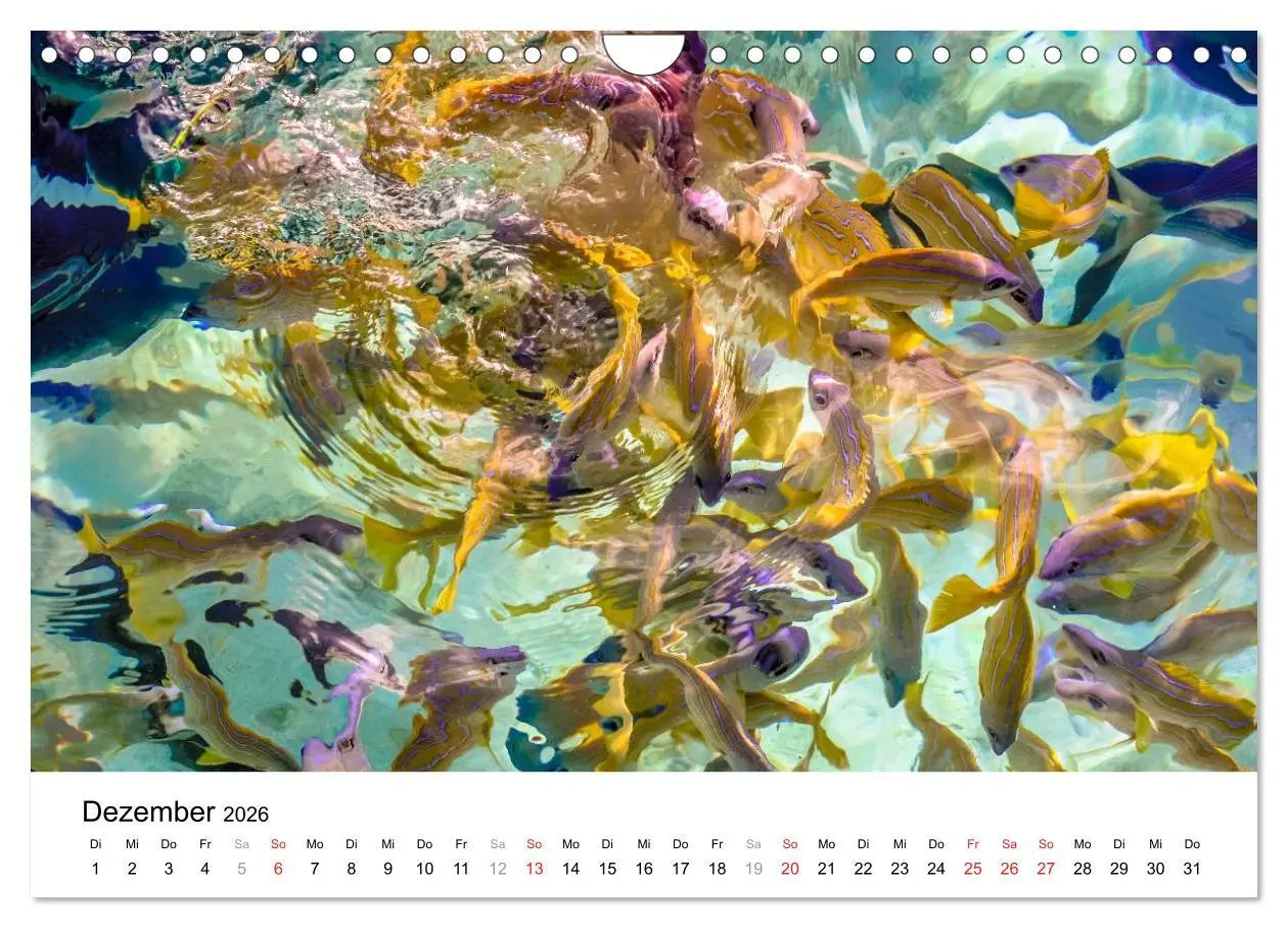 Bild: 9783516199185 | Unterwasserwelt der Malediven I (Wandkalender 2026 DIN A4 quer),...