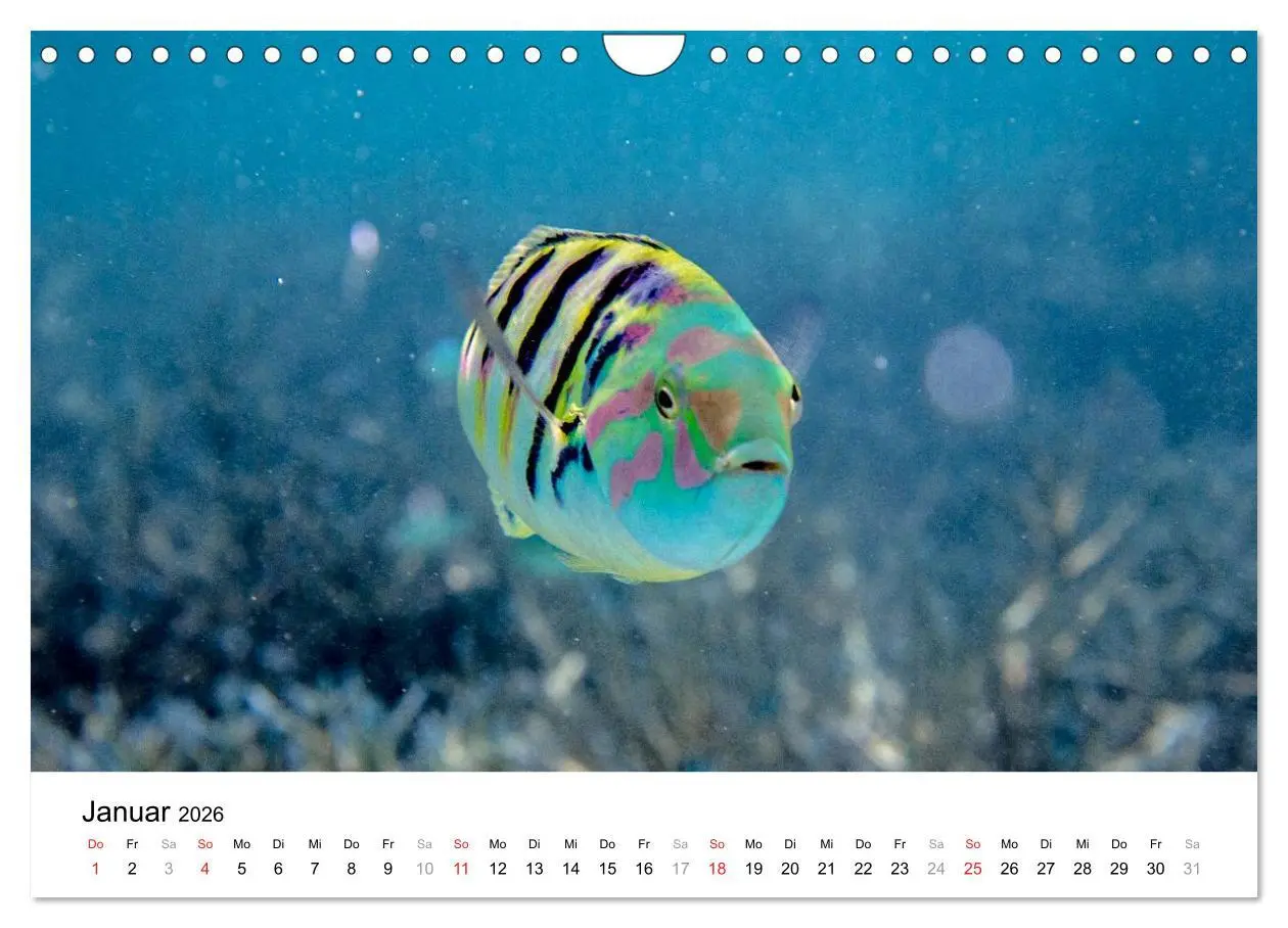 Bild: 9783516199185 | Unterwasserwelt der Malediven I (Wandkalender 2026 DIN A4 quer),...