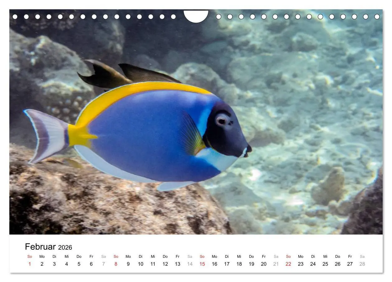 Bild: 9783516199185 | Unterwasserwelt der Malediven I (Wandkalender 2026 DIN A4 quer),...
