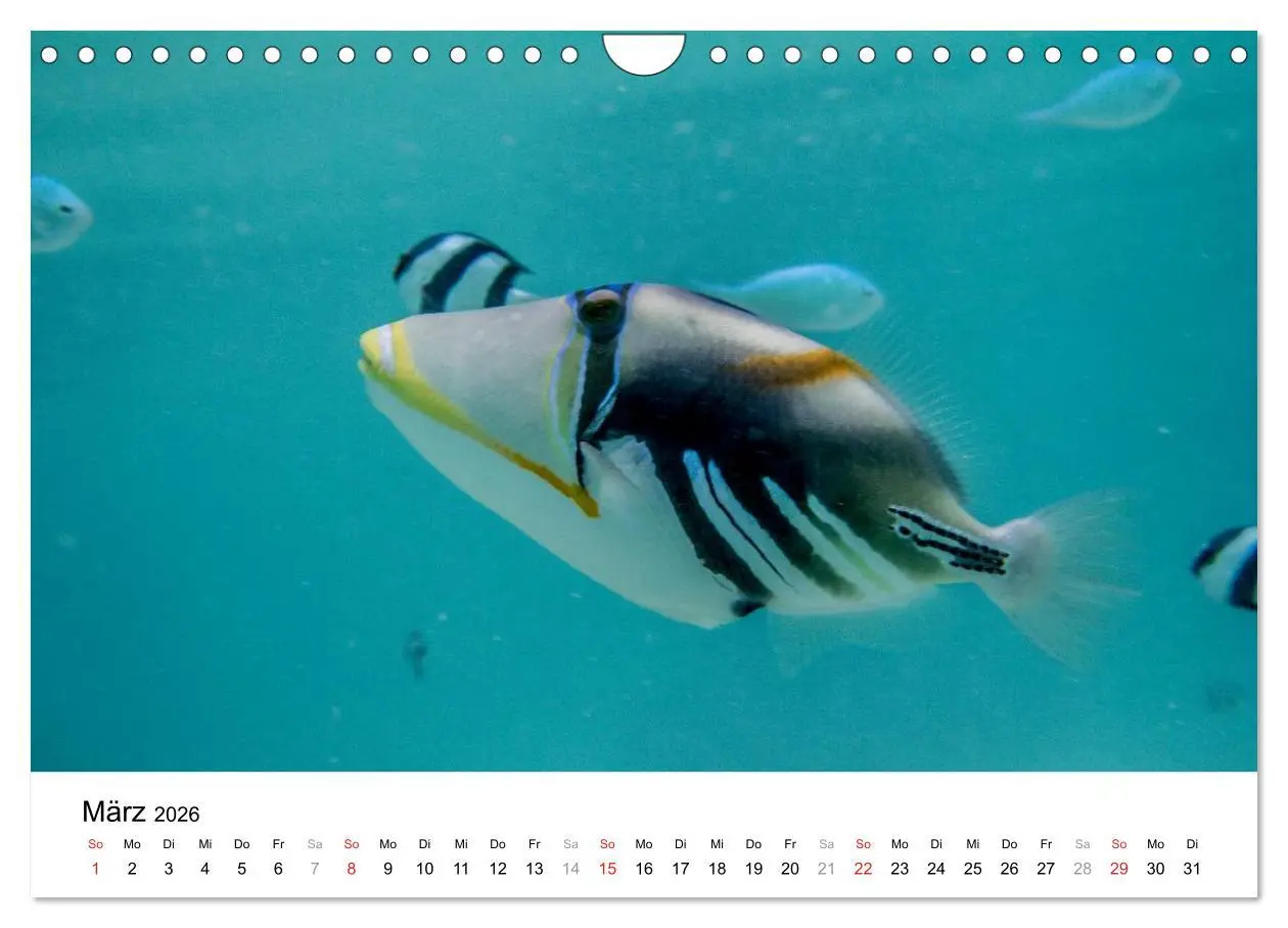 Bild: 9783516199185 | Unterwasserwelt der Malediven I (Wandkalender 2026 DIN A4 quer),...