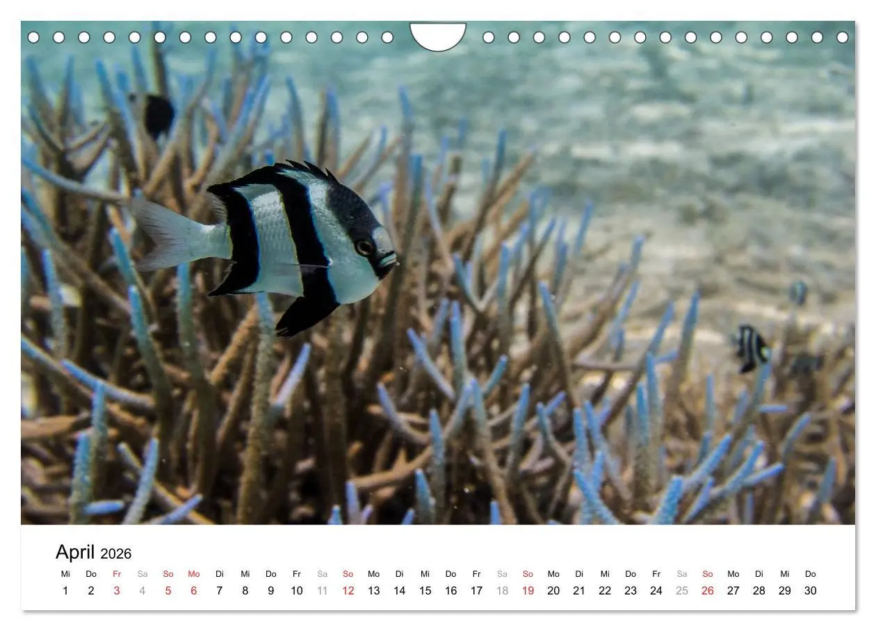 Bild: 9783516199185 | Unterwasserwelt der Malediven I (Wandkalender 2026 DIN A4 quer),...