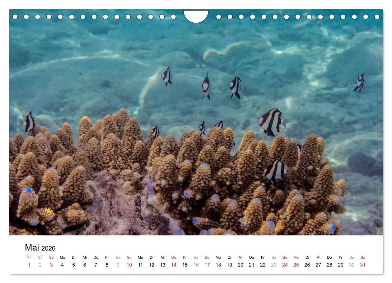Bild: 9783516199185 | Unterwasserwelt der Malediven I (Wandkalender 2026 DIN A4 quer),...