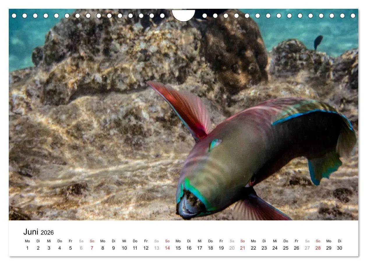 Bild: 9783516199185 | Unterwasserwelt der Malediven I (Wandkalender 2026 DIN A4 quer),...