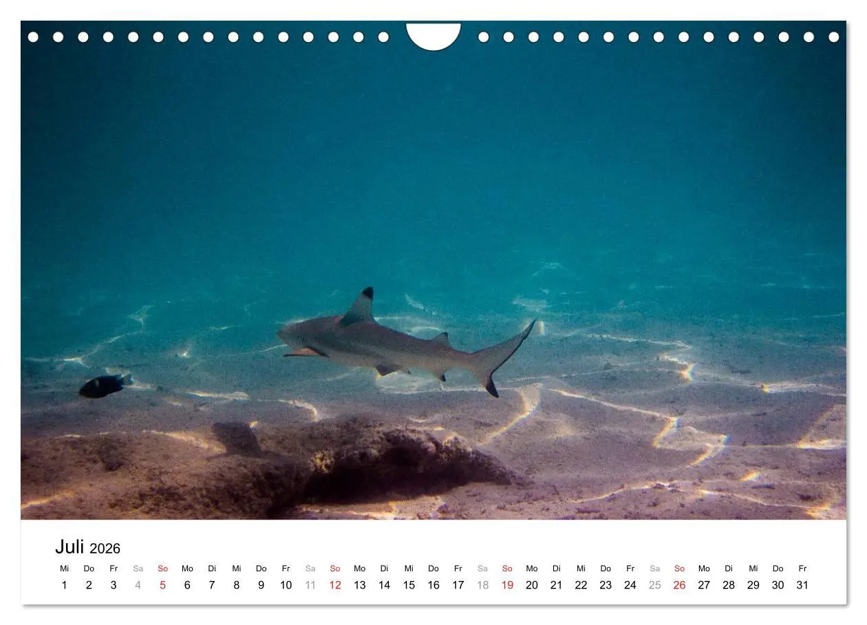 Bild: 9783516199185 | Unterwasserwelt der Malediven I (Wandkalender 2026 DIN A4 quer),...