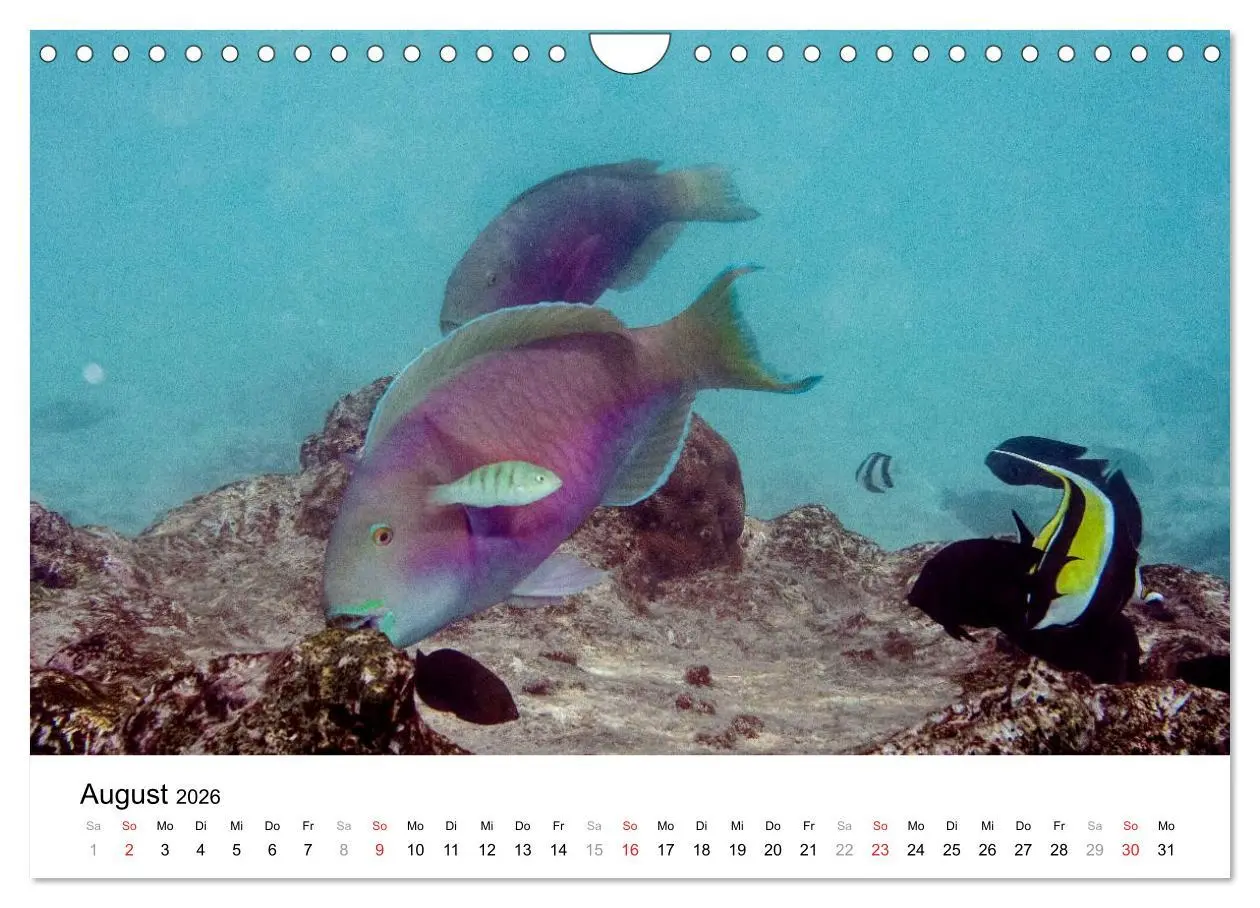 Bild: 9783516199185 | Unterwasserwelt der Malediven I (Wandkalender 2026 DIN A4 quer),...