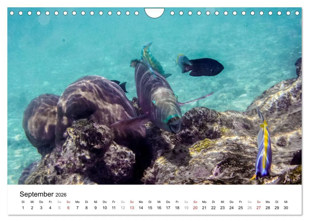 Bild: 9783516199185 | Unterwasserwelt der Malediven I (Wandkalender 2026 DIN A4 quer),...