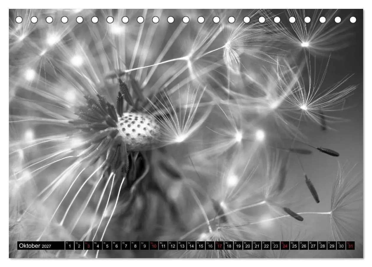 Bild: 9783594089385 | Pusteblume - Impressionen in schwarzweiß (Tischkalender 2027 DIN A5...